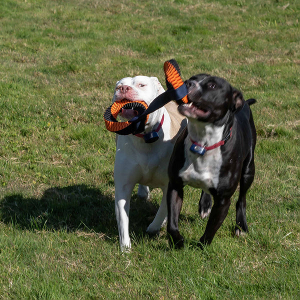 MAD Dog Tug of War
